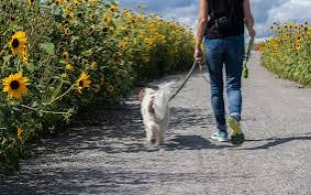 10 Benefits of Walking Your Dog Daily 10 Benefits of Walking Your Dog Daily