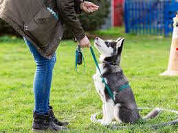 How to Choose the Right Dog Trainer How to Choose the Right Dog Trainer