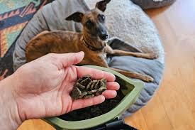 The Best Dog Treats for Training