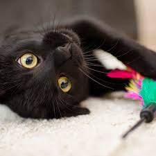 The Best Cat Toys for Senior Cats The Best Cat Toys for Senior Cats