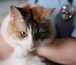 5 Ways to Make Vet Visits Less Stressful for Cats 5 Ways to Make Vet Visits Less Stressful for Cats