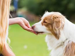 Ways to Keep Your Dog’s Joints Healthy Ways to Keep Your Dog’s Joints Healthy