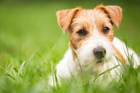 7 Tips for Choosing a Dog Daycare