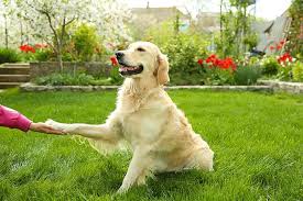 How to Teach Your Dog to Shake Hands How to Teach Your Dog to Shake Hands