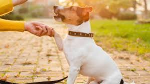 How to Train Your Dog to Be Gentle with Kids How to Train Your Dog to Be Gentle with Kids