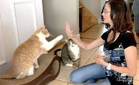 How to Train Your Cat to Stay Off Counters How to Train Your Cat to Stay Off Counters