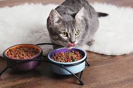 The Best Cat Foods for Sensitive Stomachs