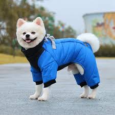 The Best Dog Sweaters for Cold Weather The Best Dog Sweaters for Cold Weather