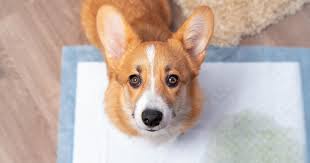 7 Tips for House-Training a Puppy 7 Tips for House-Training a Puppy