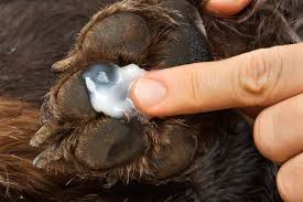 10 Tips for Keeping Your Dog’s Paws Healthy 10 Tips for Keeping Your Dog’s Paws Healthy