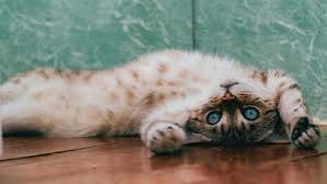 Common Cat Myths Debunked