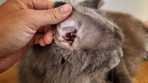 How to Spot Ear Infections in Cats How to Spot Ear Infections in Cats