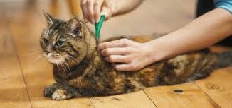 How to Spot and Treat Fleas on Cats