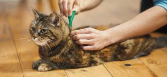 How to Spot and Treat Fleas on Cats How to Spot and Treat Fleas on Cats