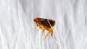 5 Ways to Prevent Fleas in Your Home
