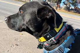 The Best Dog Collars for GPS Tracking The Best Dog Collars for GPS Tracking
