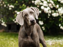 The Best Dog Breeds for Runners The Best Dog Breeds for Runners
