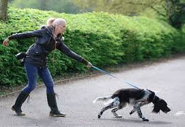 How to Stop Your Dog from Pulling on the Leash How to Stop Your Dog from Pulling on the Leash