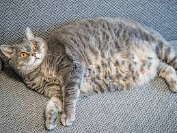 5 Ways to Help an Overweight Cat Lose Weight 5 Ways to Help an Overweight Cat Lose Weight