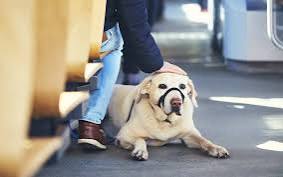 How to Train Your Dog to Be Calm in Public How to Train Your Dog to Be Calm in Public