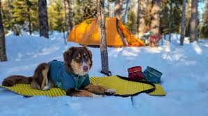 10 Tips for Hiking with Your Dog 10 Tips for Hiking with Your Dog