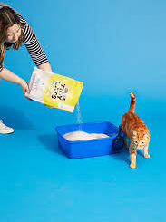 The Best Cat Litter for Multi-Cat Households