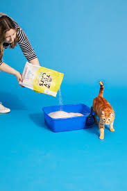 The Best Cat Litter for Multi-Cat Households The Best Cat Litter for Multi-Cat Households