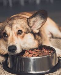 The Best Dog Foods for Picky Eaters