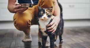 5 Ways to Encourage Your Cat to Drink Water