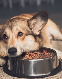 The Best Dog Foods for Picky Eaters The Best Dog Foods for Picky Eaters