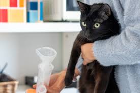 How to Help a Cat with Asthma