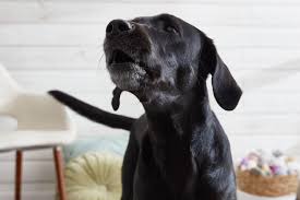 How to Train Your Dog to Be Quiet