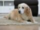 The Best Supplements for Senior Dogs