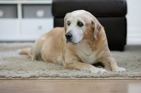 The Best Supplements for Senior Dogs