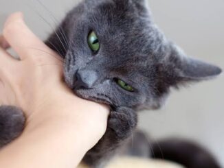 5 Common Behavioral Problems in Cats and How to Fix Them