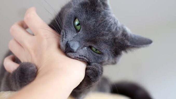 5 Common Behavioral Problems in Cats and How to Fix Them 5 Common Behavioral Problems in Cats and How to Fix Them