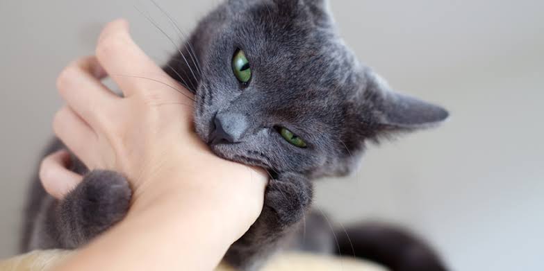 5 Common Behavioral Problems in Cats and How to Fix Them