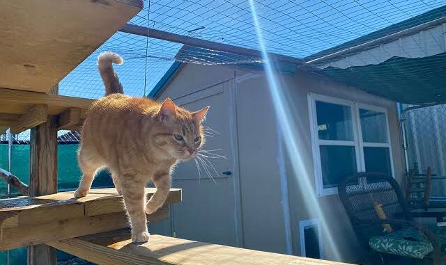How to Create a Safe Outdoor Space for Cats How to Create a Safe Outdoor Space for Cats