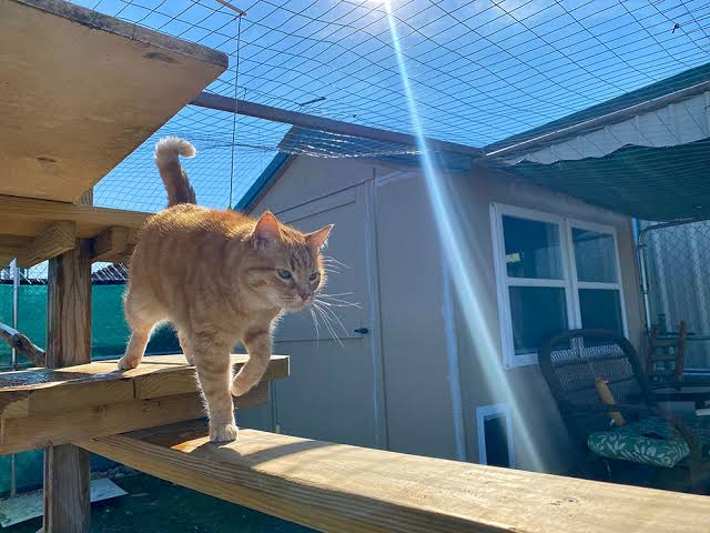 How to Create a Safe Outdoor Space for Cats