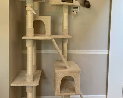 The Best Cat Trees for Multi-Cat Homes The Best Cat Trees for Multi-Cat Homes