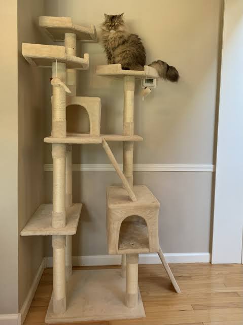 The Best Cat Trees for Multi-Cat Homes