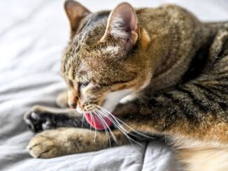 5 Reasons Your Cat Might Be Overgrooming