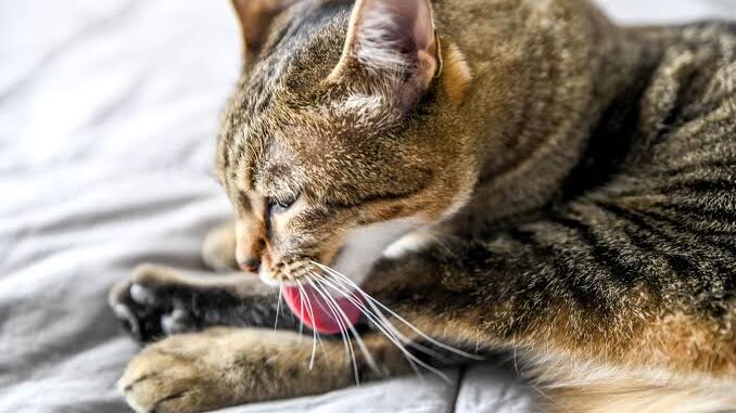 5 Reasons Your Cat Might Be Overgrooming 5 Reasons Your Cat Might Be Overgrooming