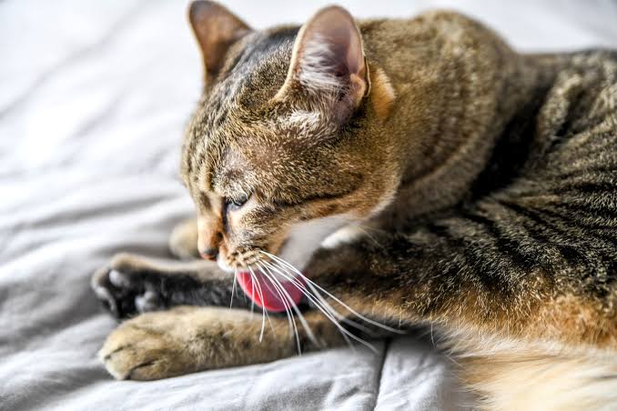5 Reasons Your Cat Might Be Overgrooming