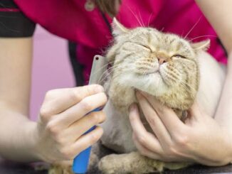 How to Groom Your Cat at Home
