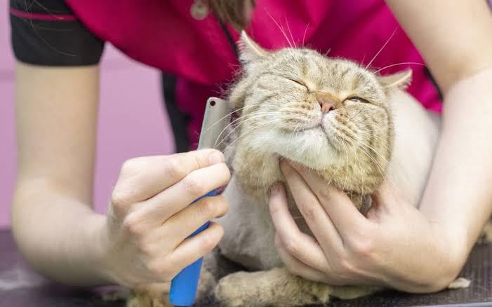 How to Groom Your Cat at Home
