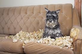 How to Stop Your Dog from Chewing Furniture How to Stop Your Dog from Chewing Furniture