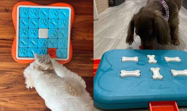 The Best Puzzle Toys for Dogs The Best Puzzle Toys for Dogs