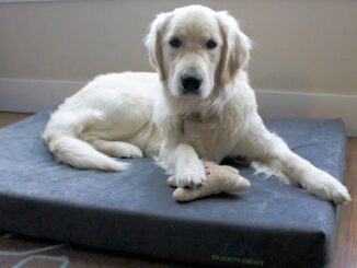 How to Choose the Right Size Dog Bed