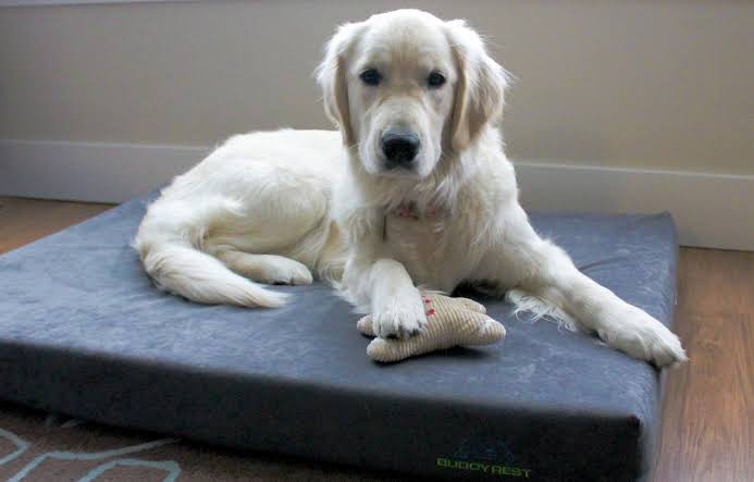 How to Choose the Right Size Dog Bed